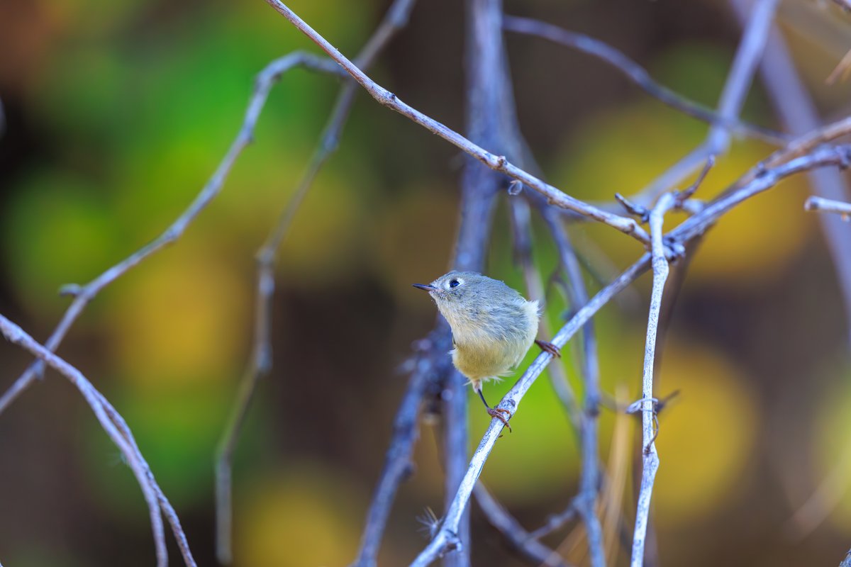 Ruby-crowned Kinglet