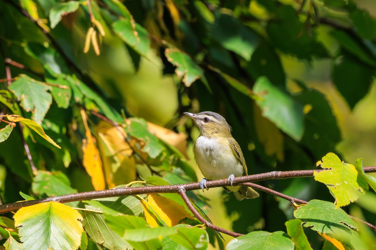 Red-eyed Vireo