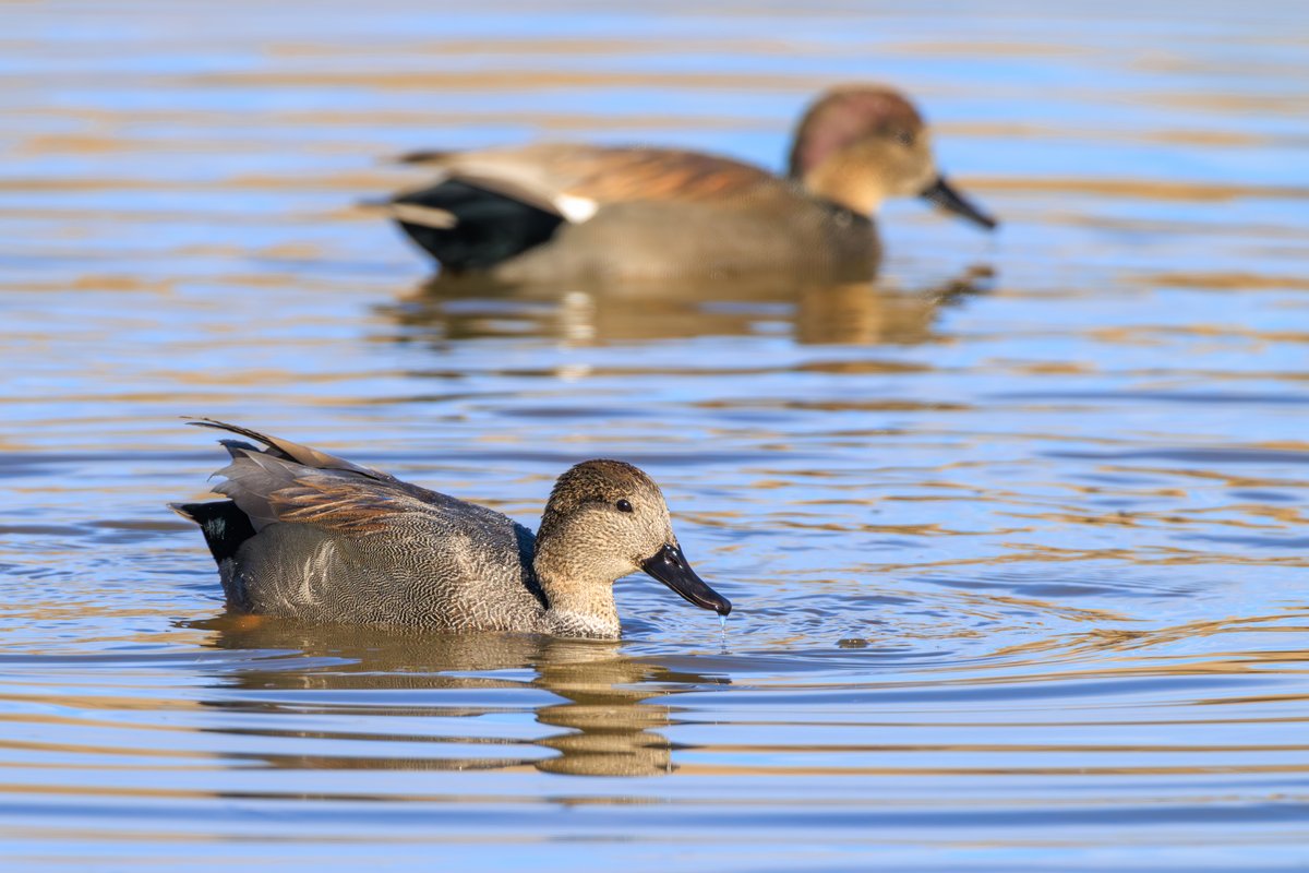 Gadwall