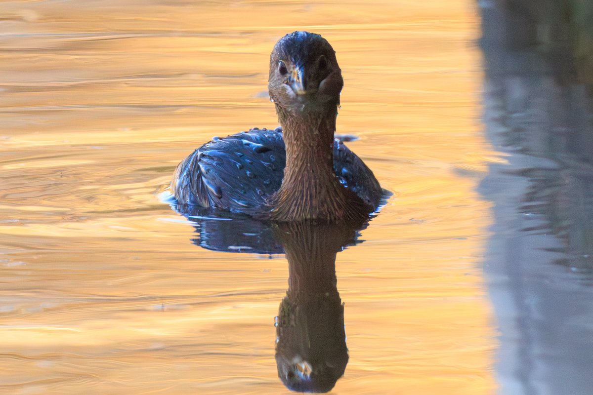 Pied-billed Grebe