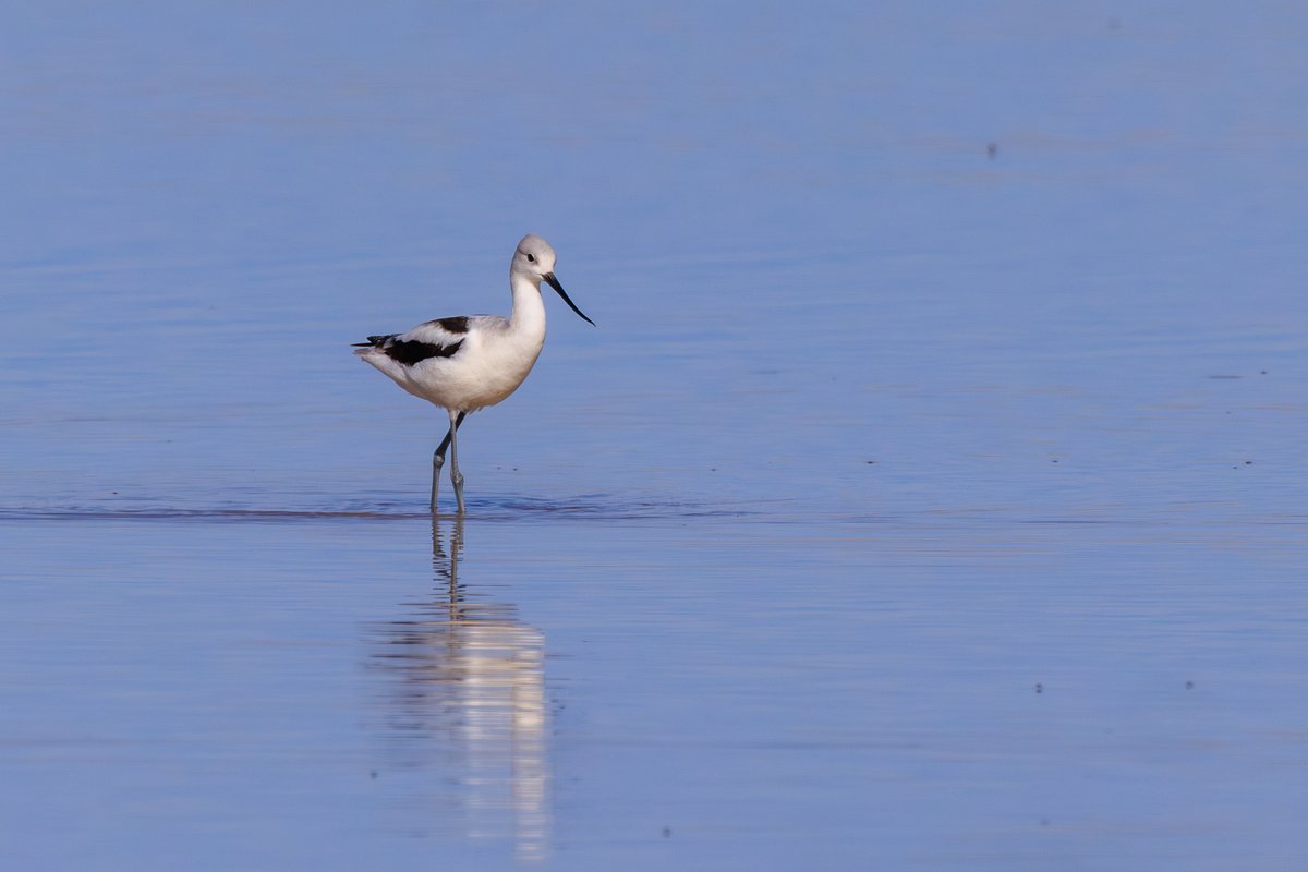 American Avocet