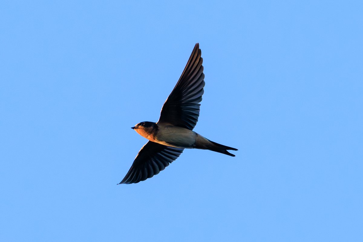 Barn Swallow