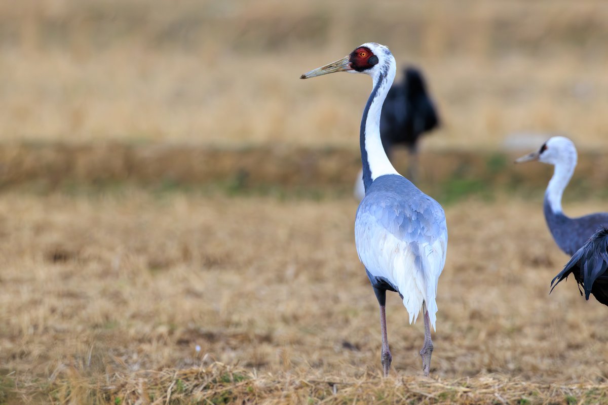 White-naped Crane