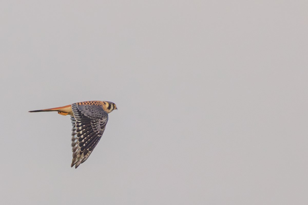 American Kestrel