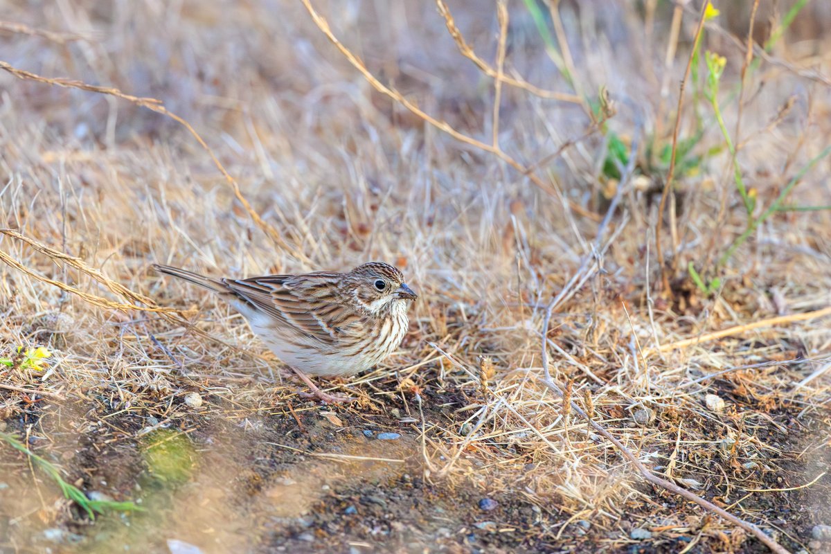 Vesper Sparrow