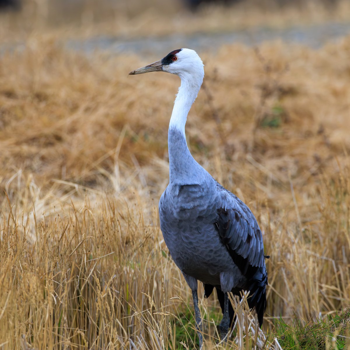 White-naped Crane