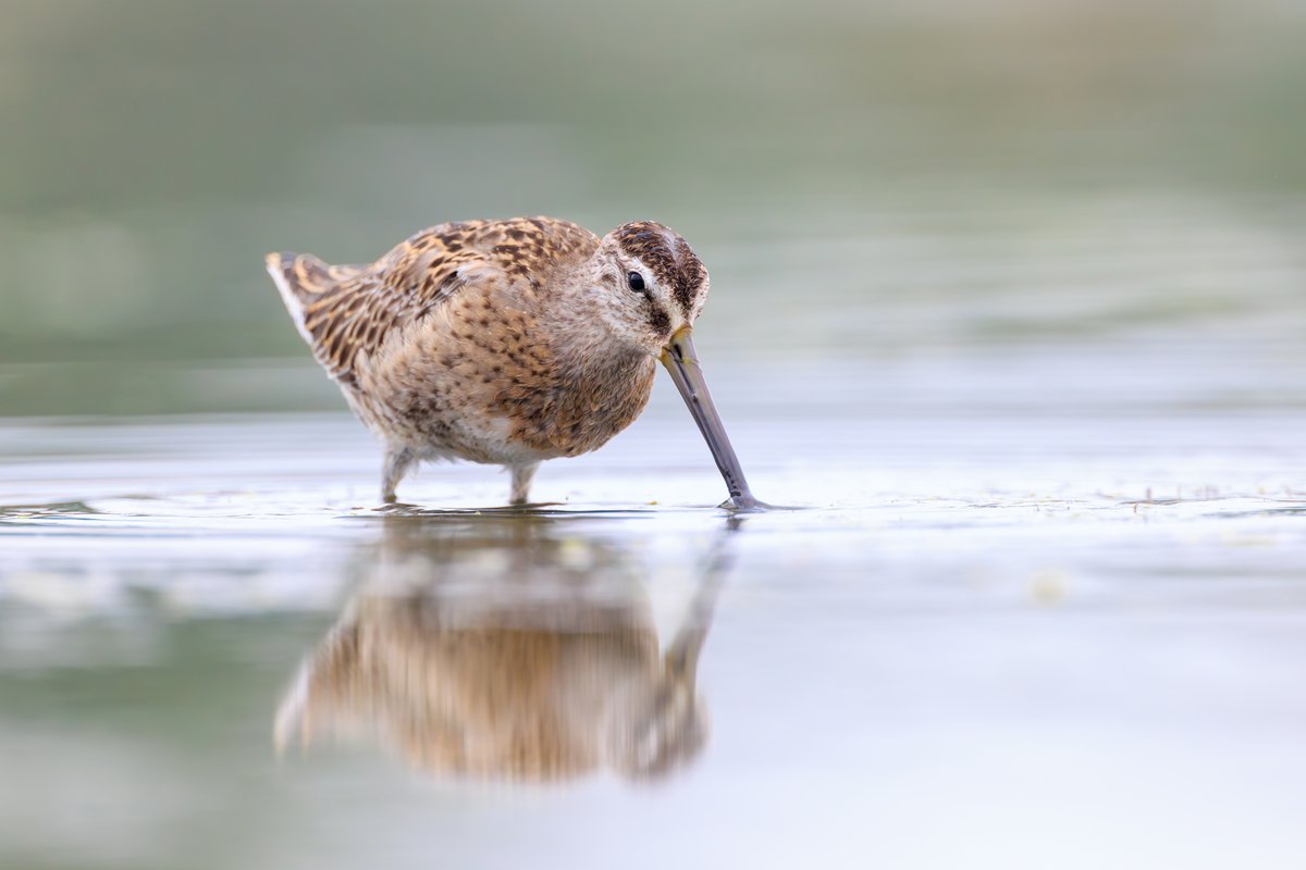 Short-billed Dowitcher