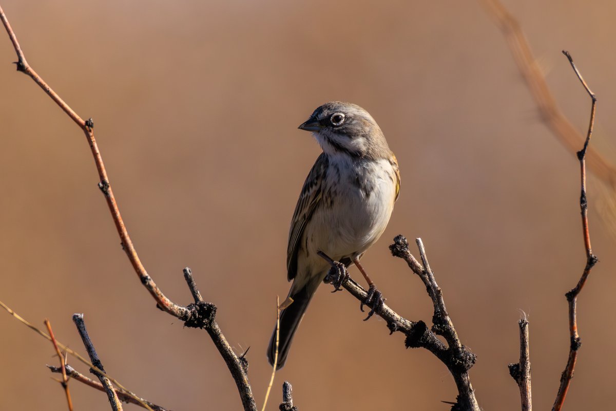 Sagebrush Sparrow