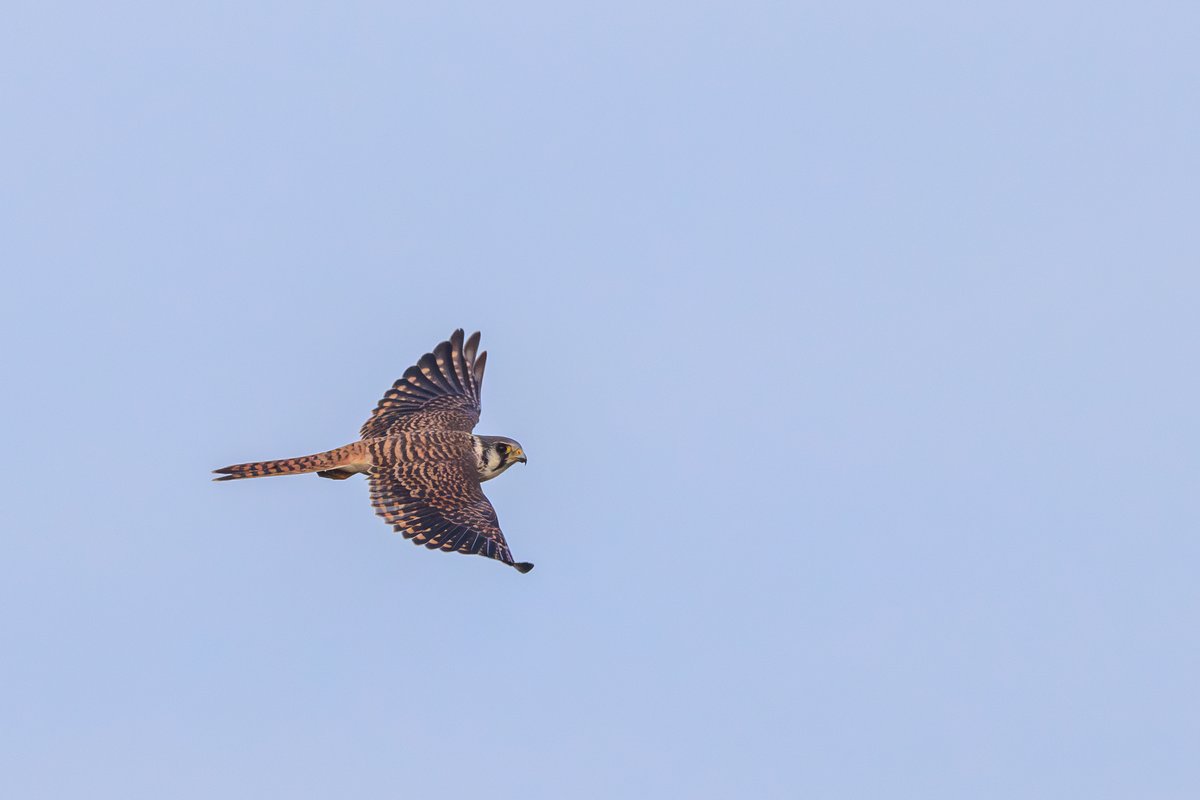 American Kestrel