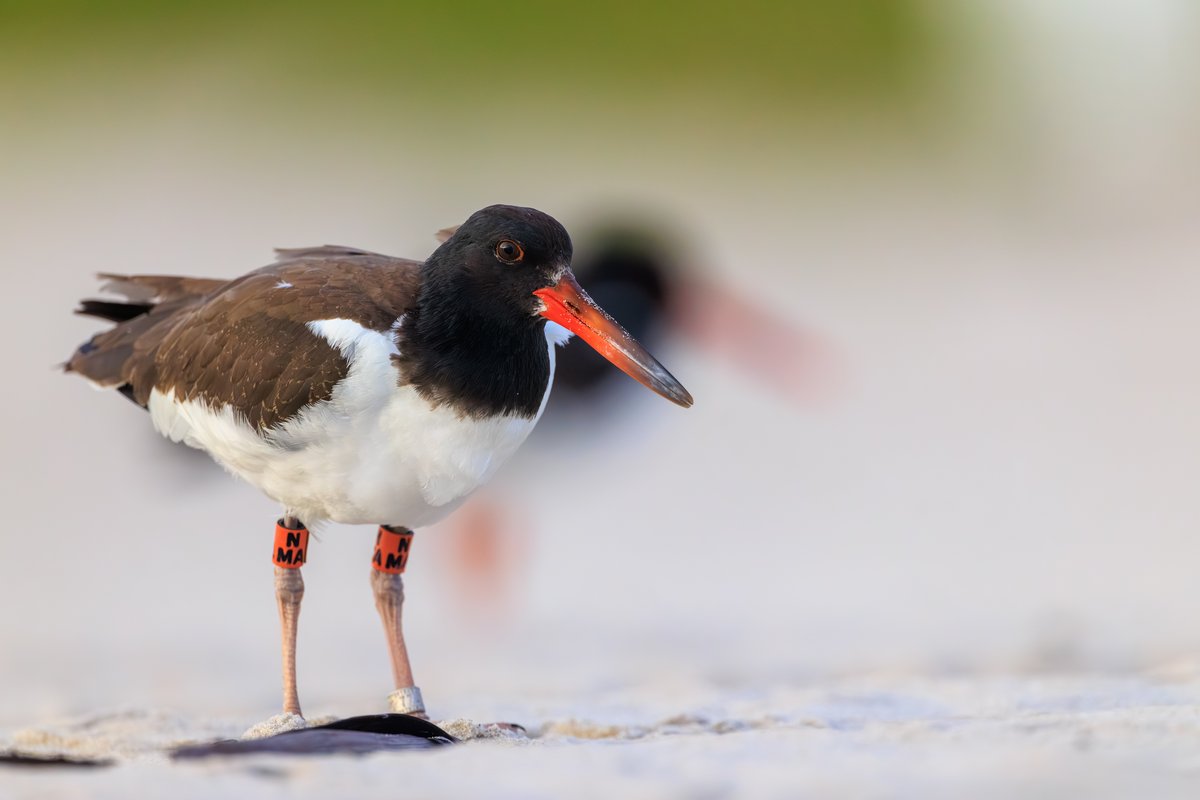 American Oystercatcher
