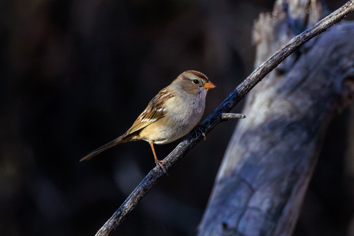White-crowned Sparrow