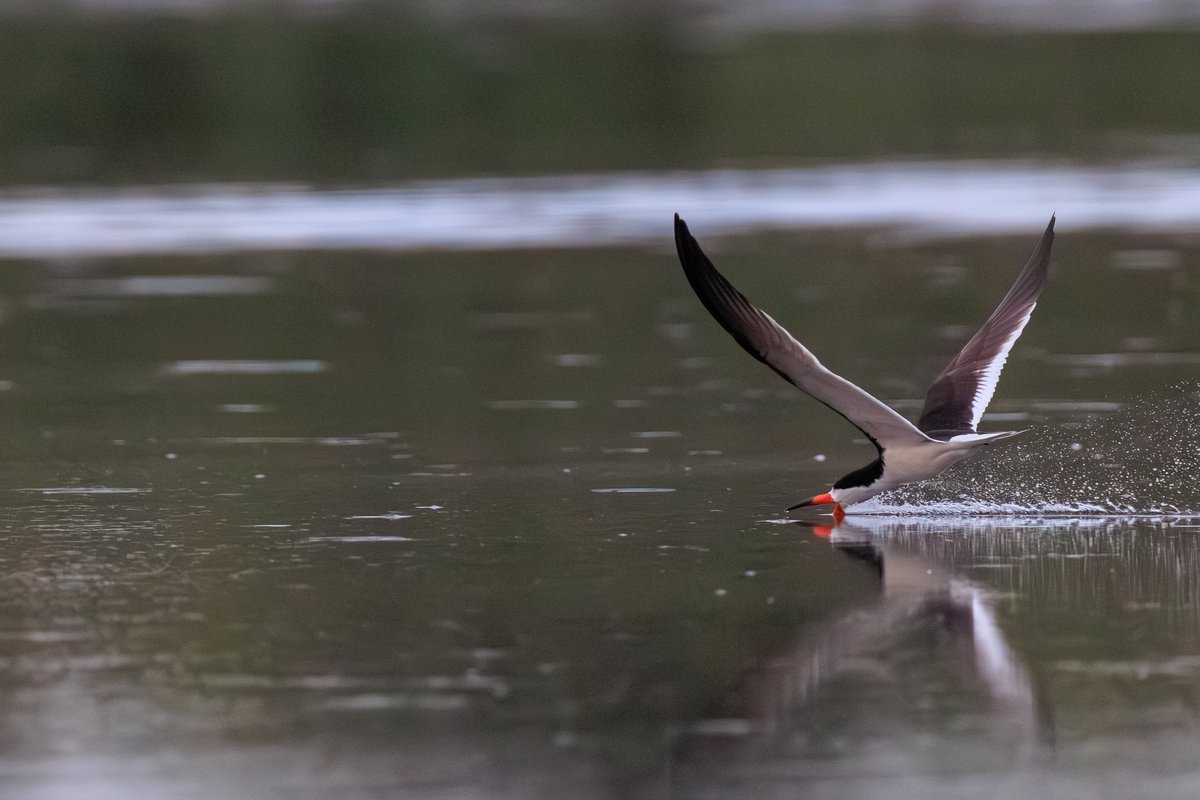 Black Skimmer