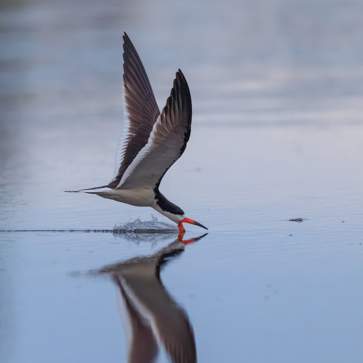 Black Skimmer