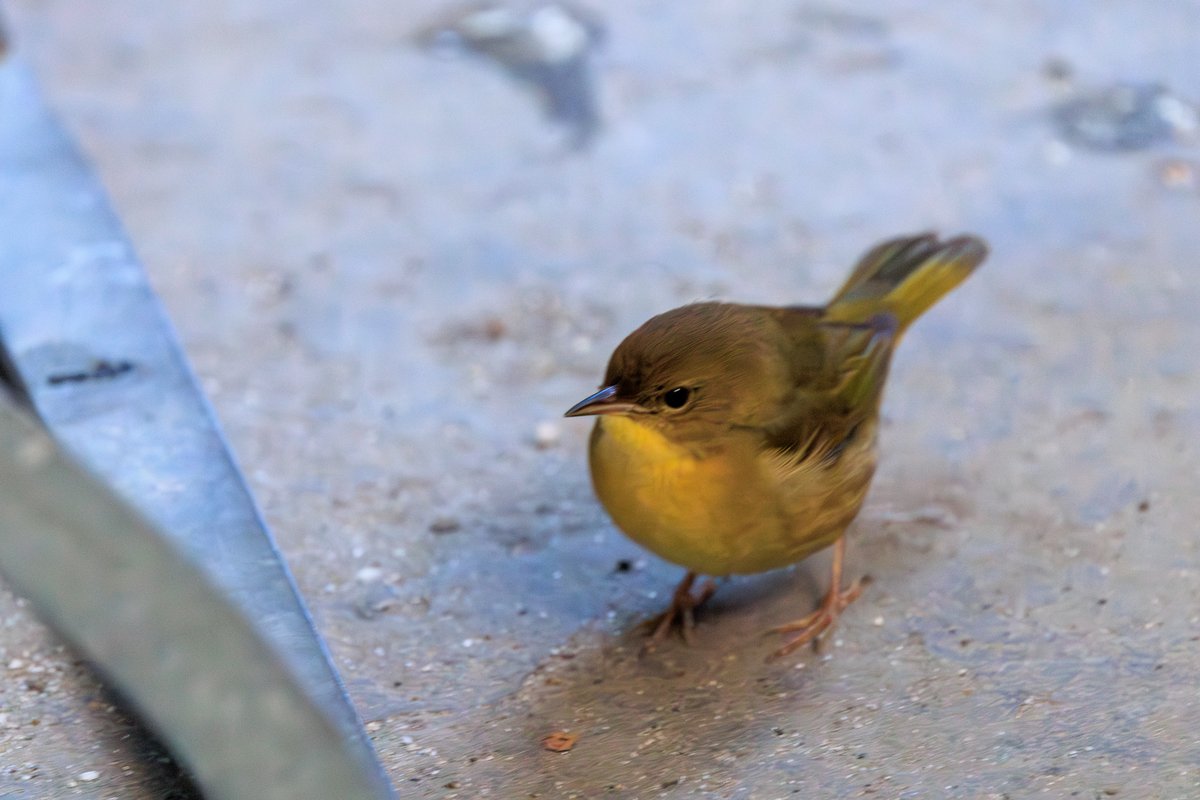 Common Yellowthroat