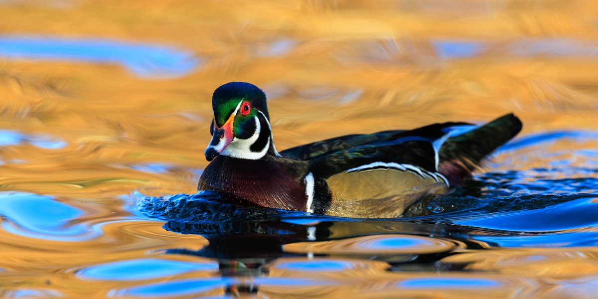 Wood Duck