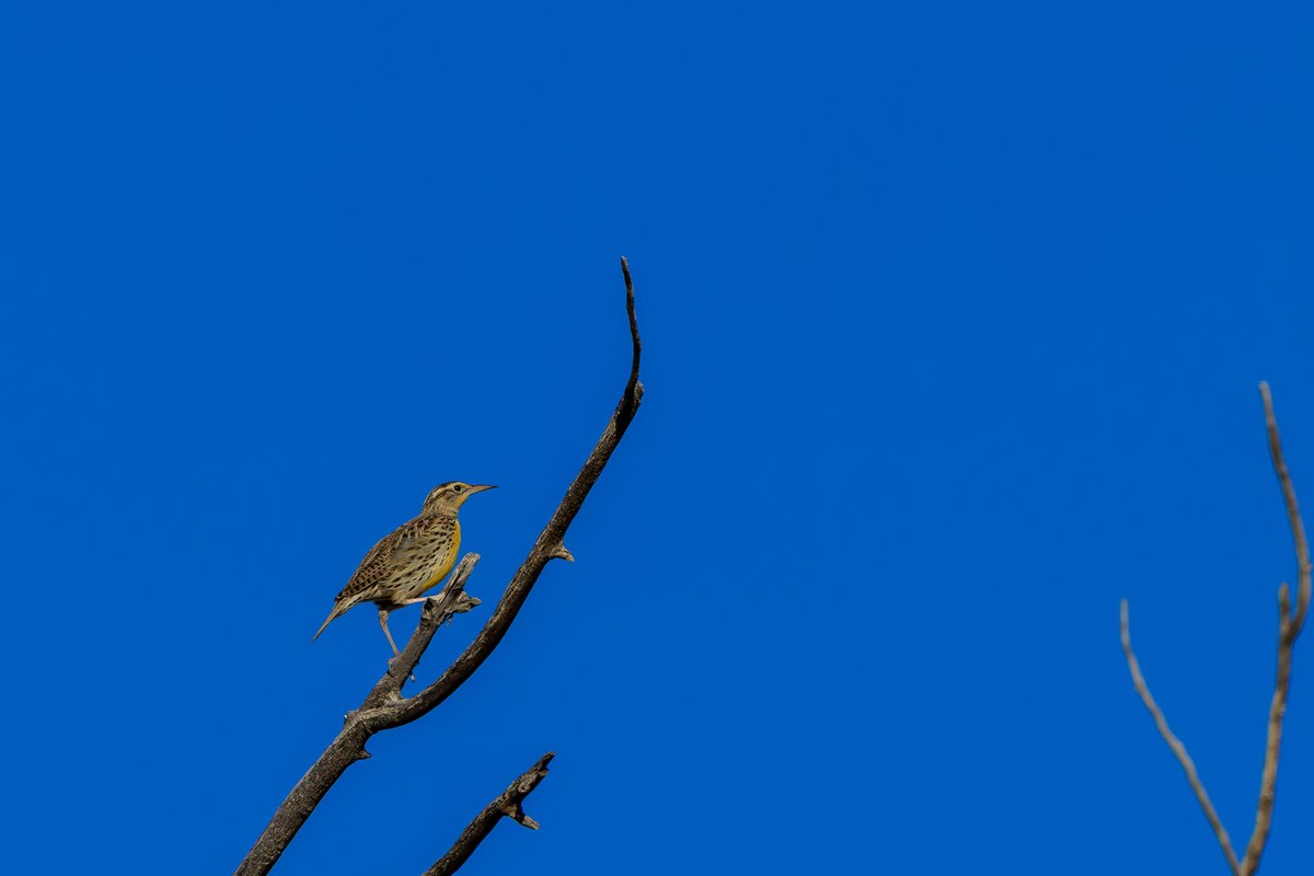 Western Meadowlark