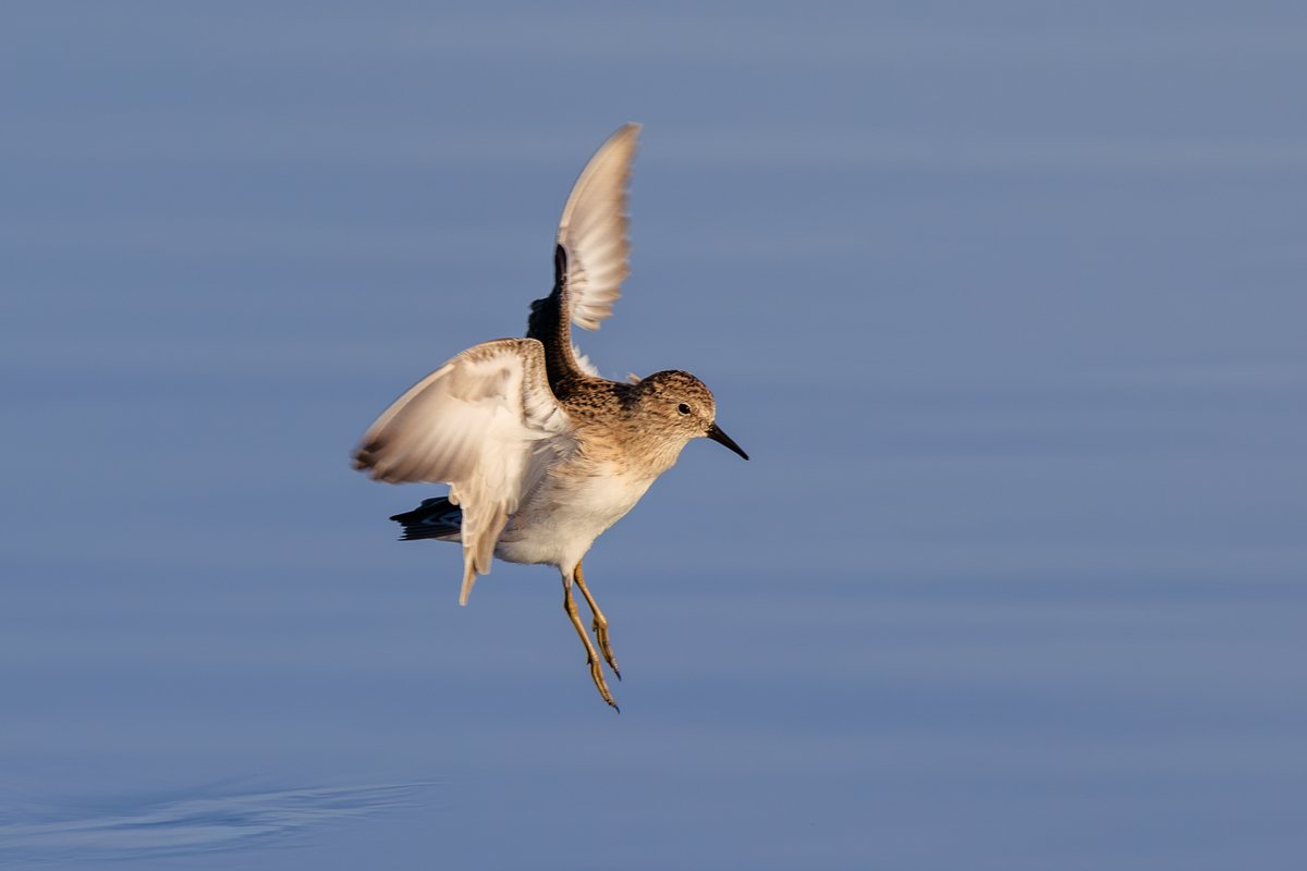 Least Sandpiper