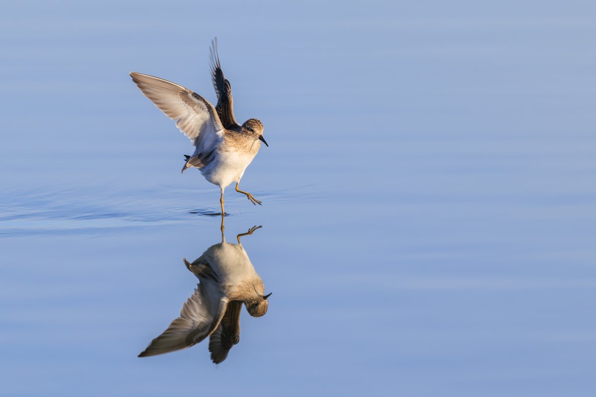 Least Sandpiper