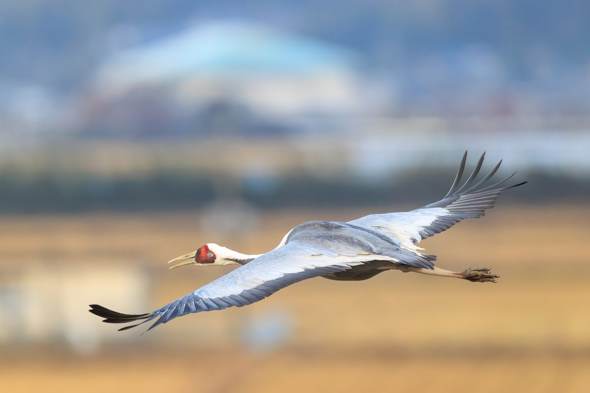 White-naped Crane