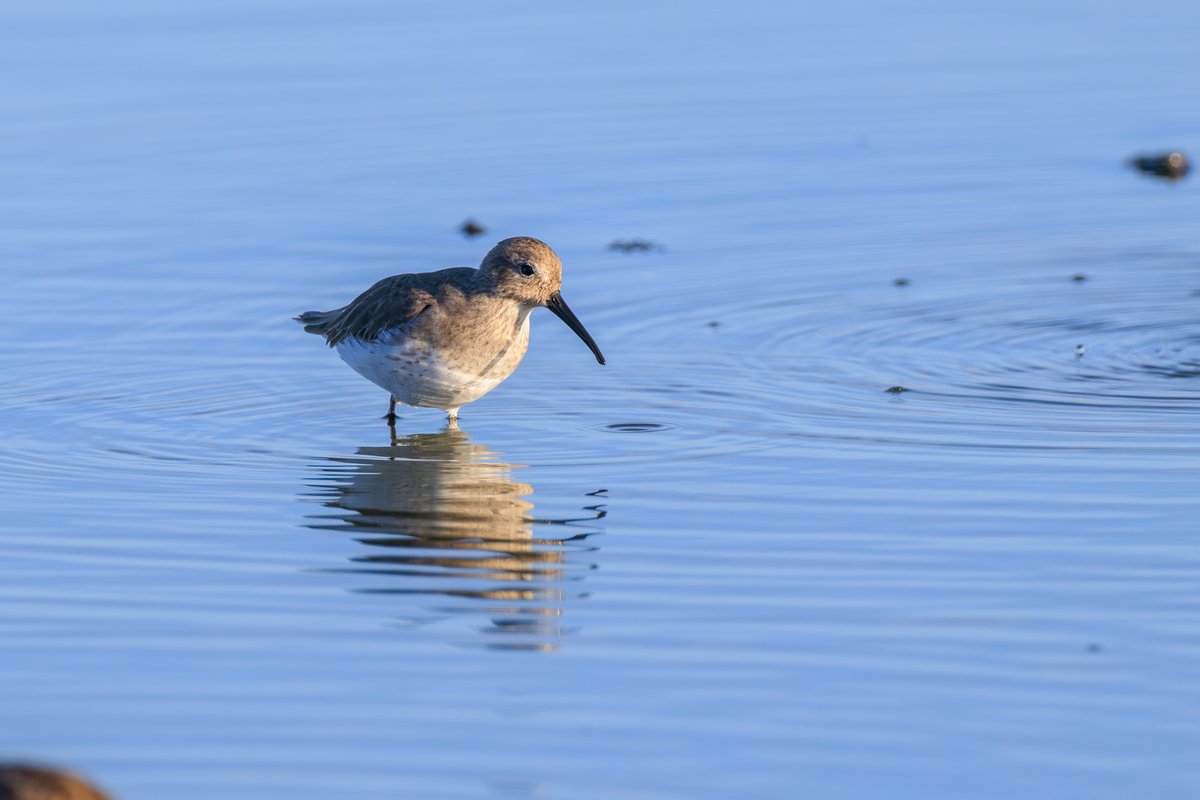 Dunlin