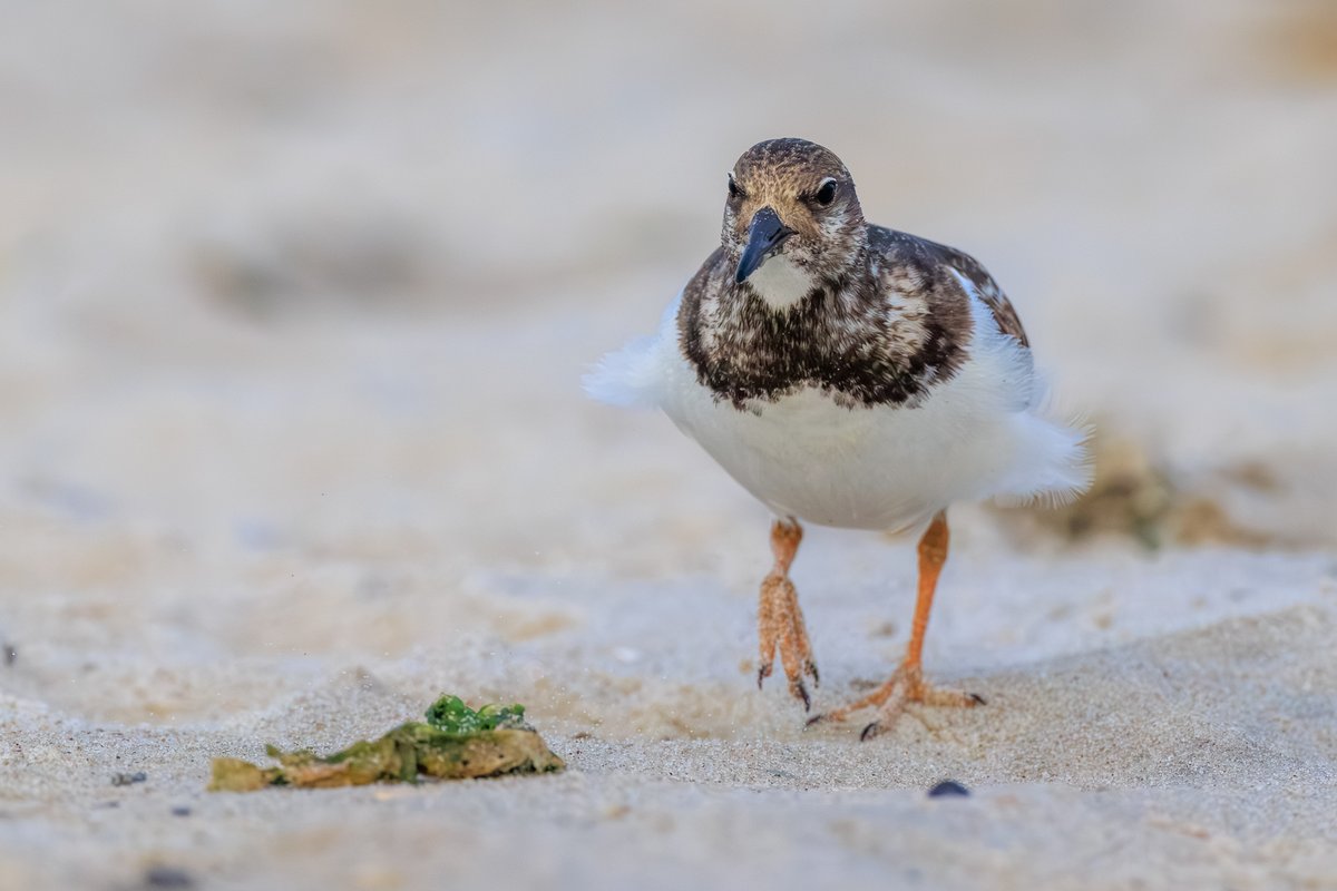 Ruddy Turnstone