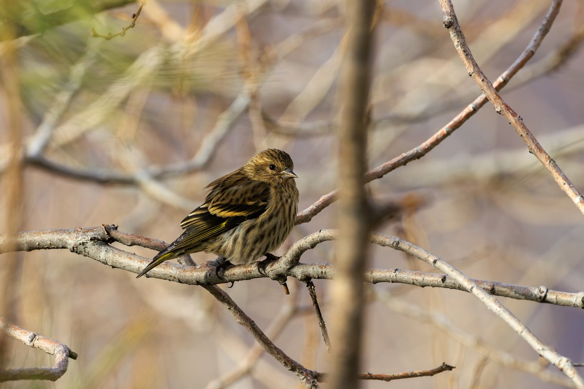 Pine Siskin