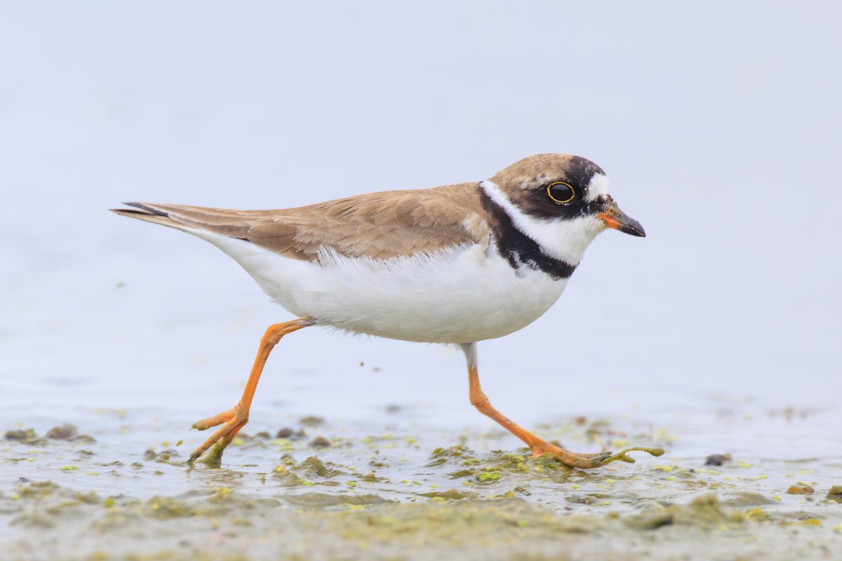 Semipalmated Plover