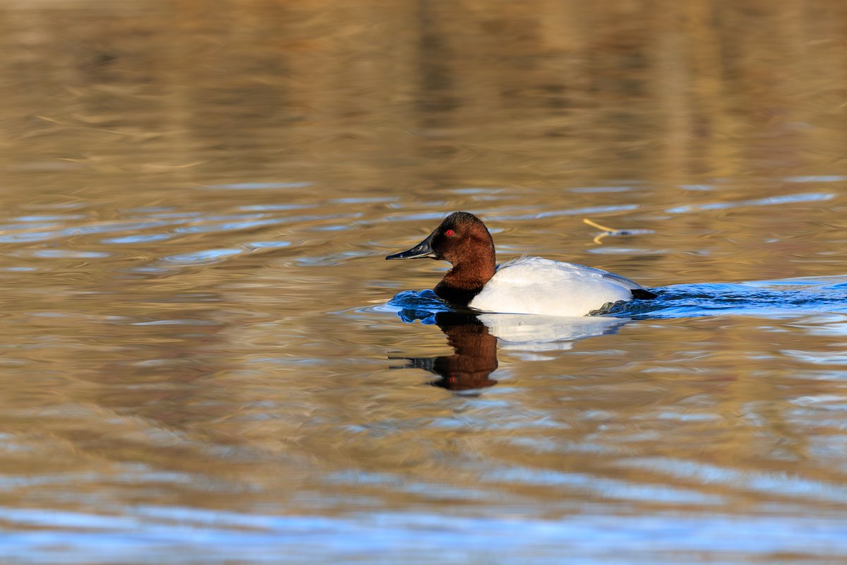 Canvasback