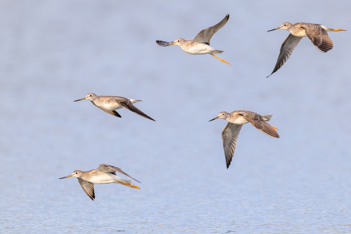 Greater Yellowlegs