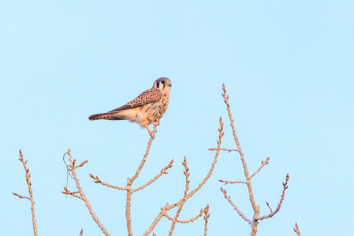 American Kestrel