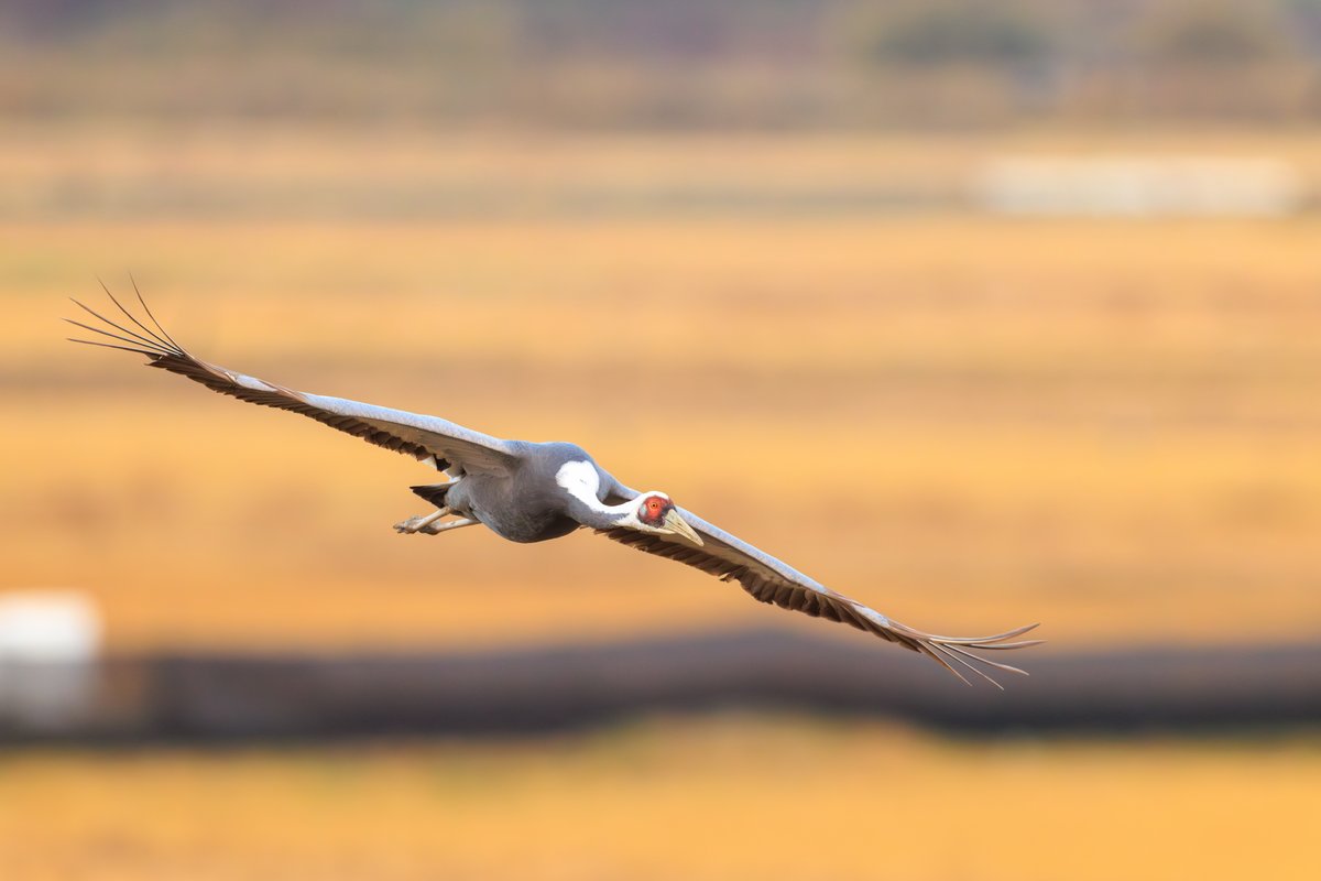 White-naped Crane