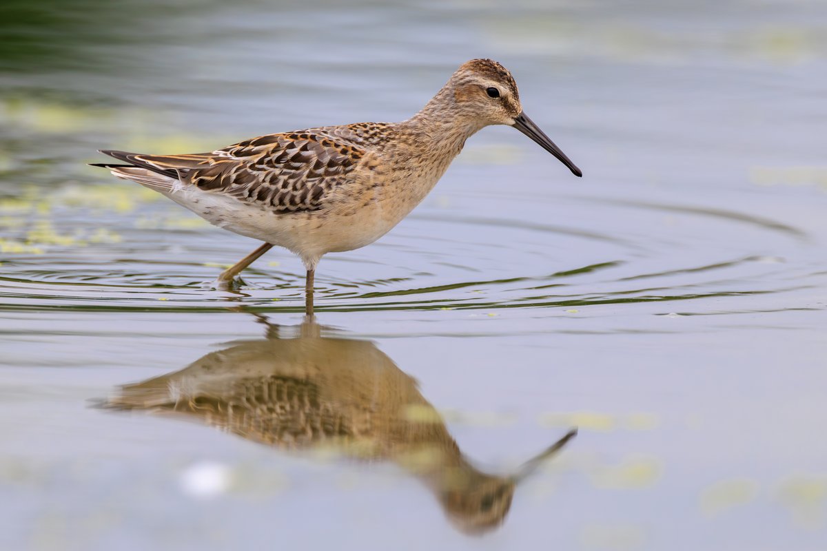 Pectoral Sandpiper
