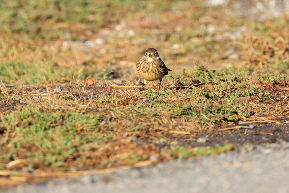 American Pipit