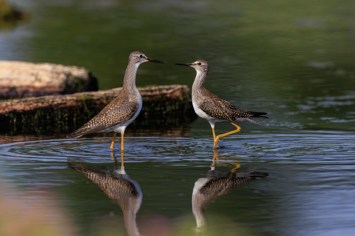 Lesser Yellowlegs