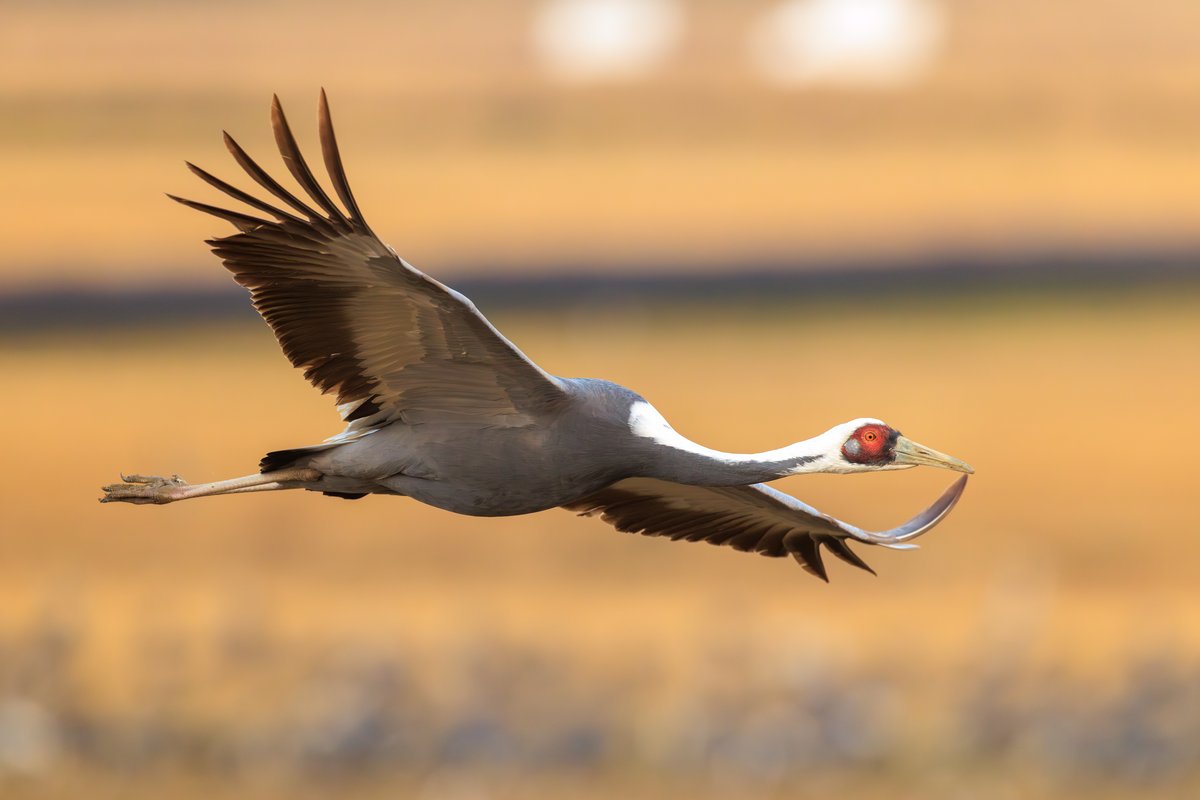 White-naped Crane
