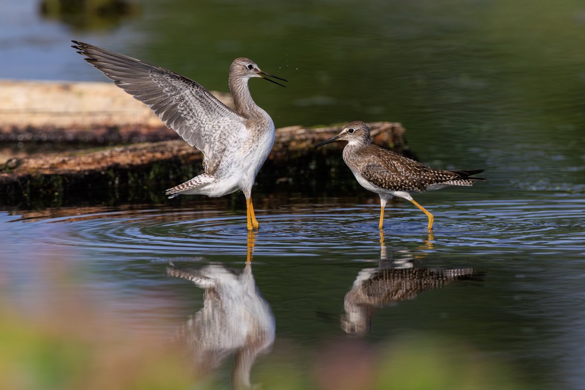 Lesser Yellowlegs