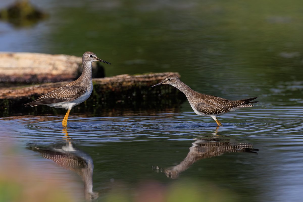 Lesser Yellowlegs