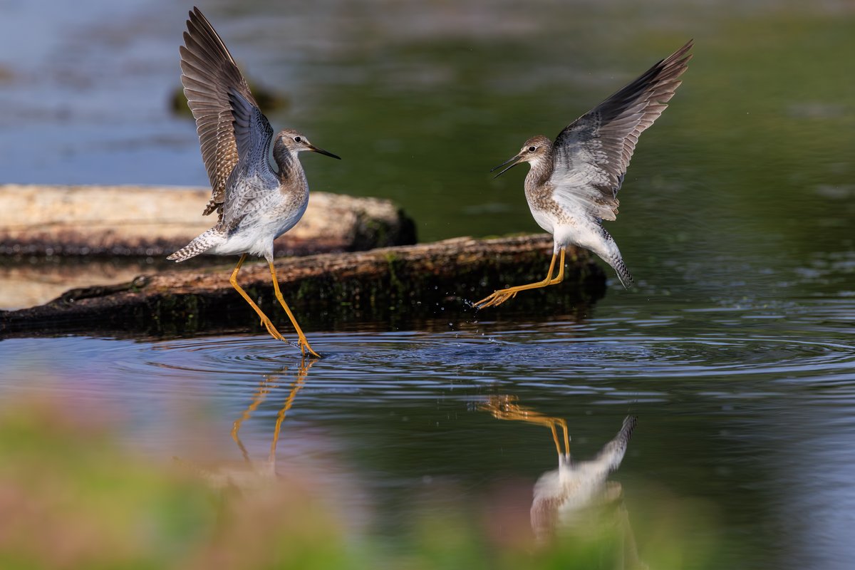 Lesser Yellowlegs