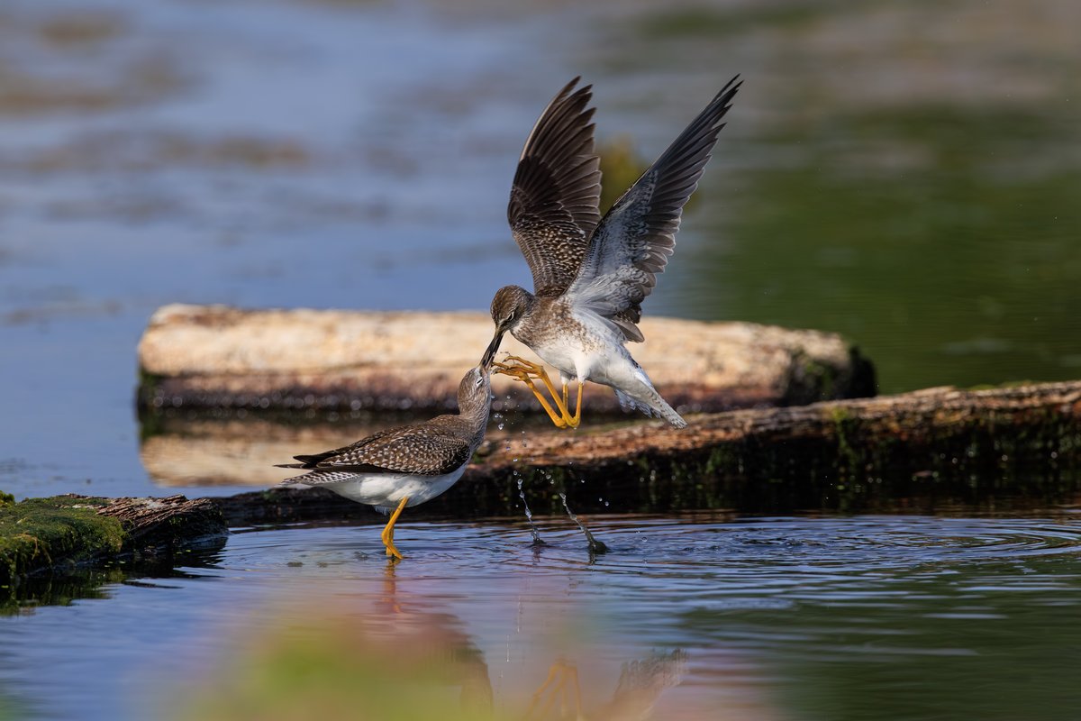 Lesser Yellowlegs