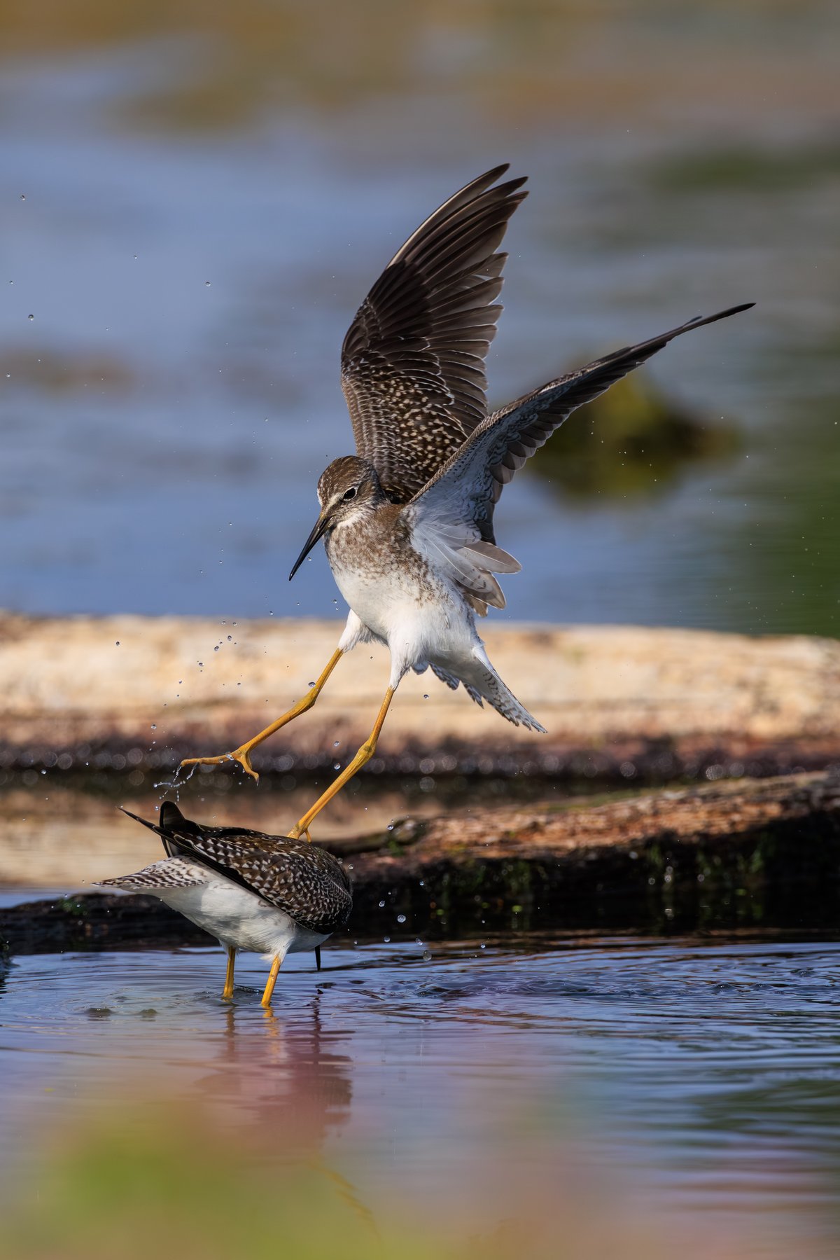 Lesser Yellowlegs