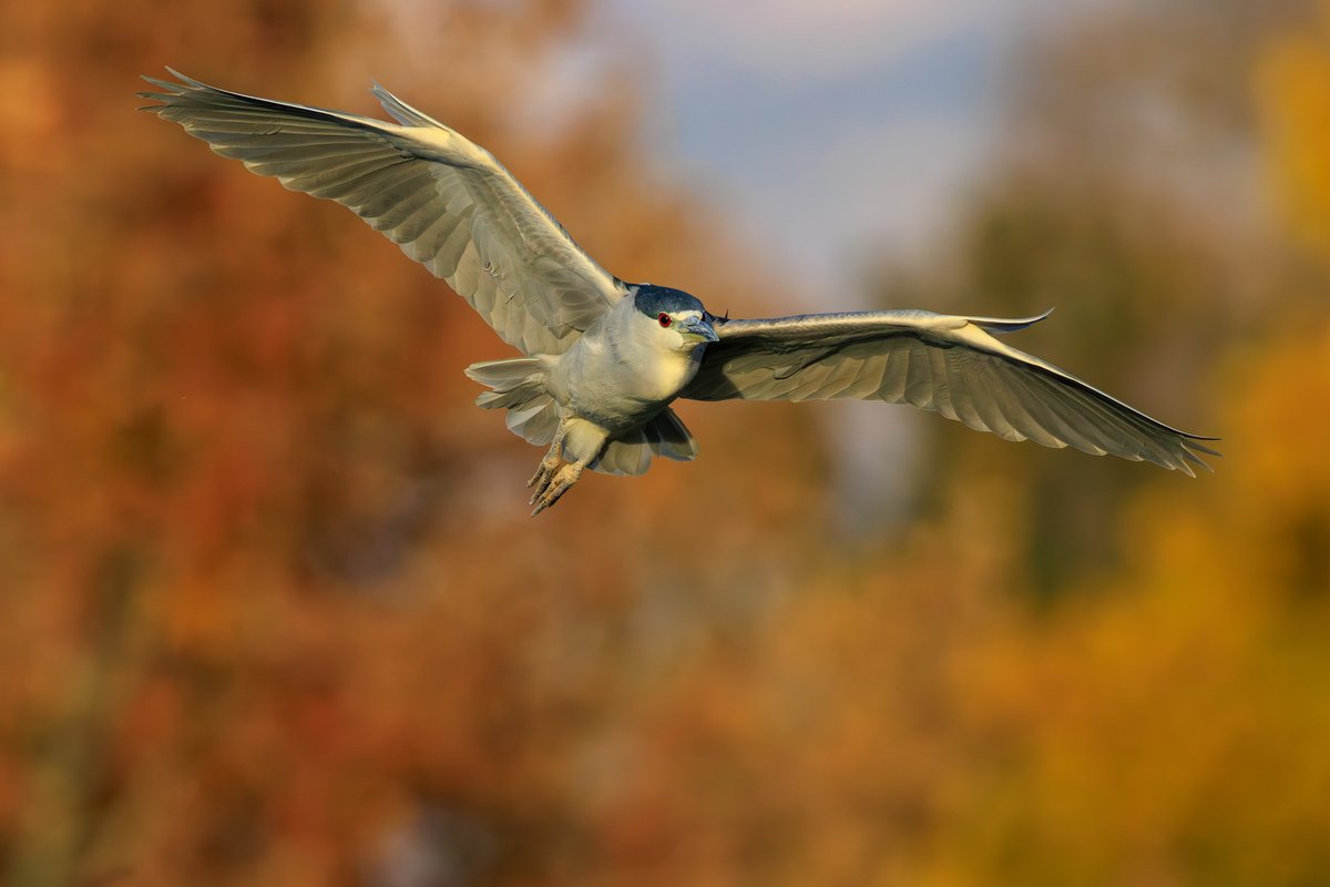 Black-crowned Night-Heron
