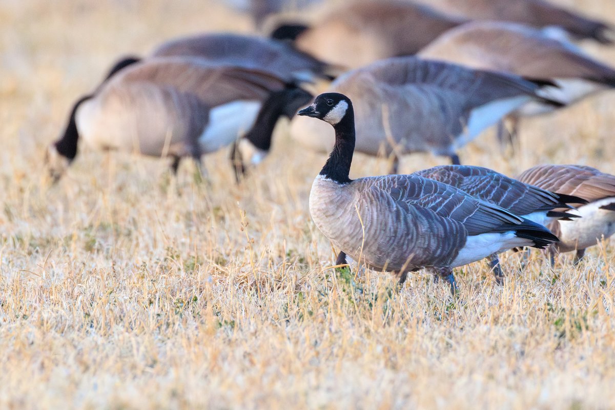 Ross's Goose