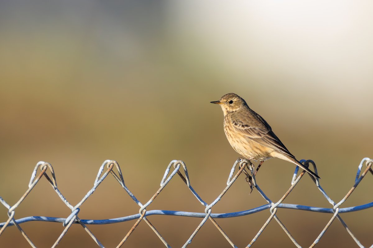 American Pipit