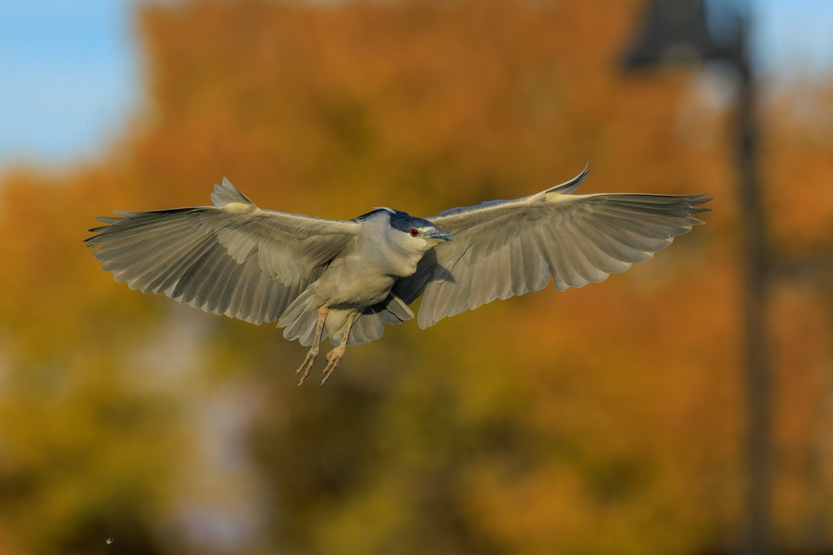 Black-crowned Night Heron