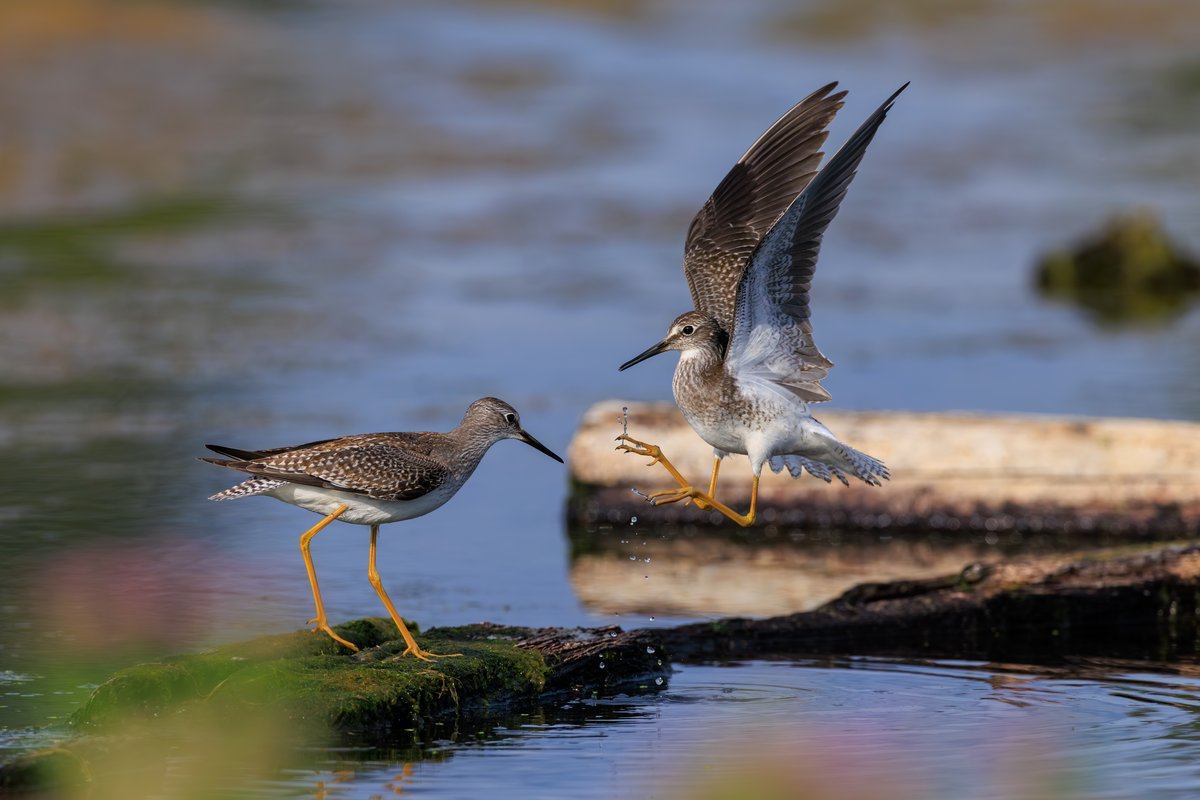 Lesser Yellowlegs
