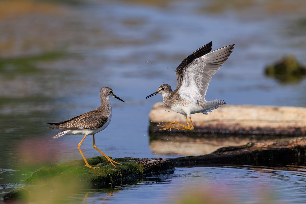 Lesser Yellowlegs