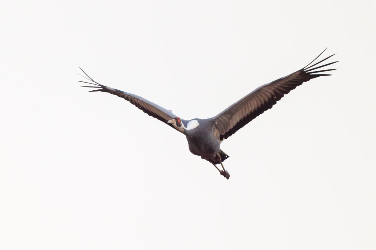 White-naped Crane