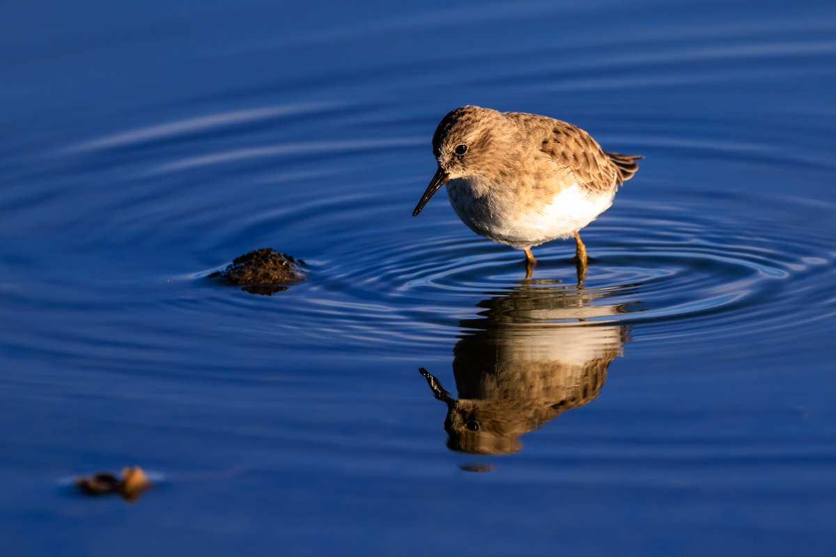 Least Sandpiper