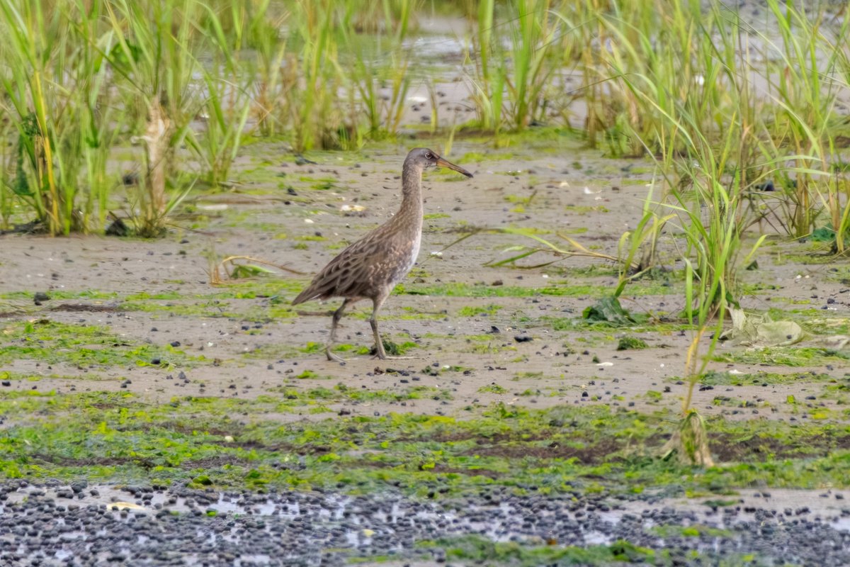 Clapper Rail