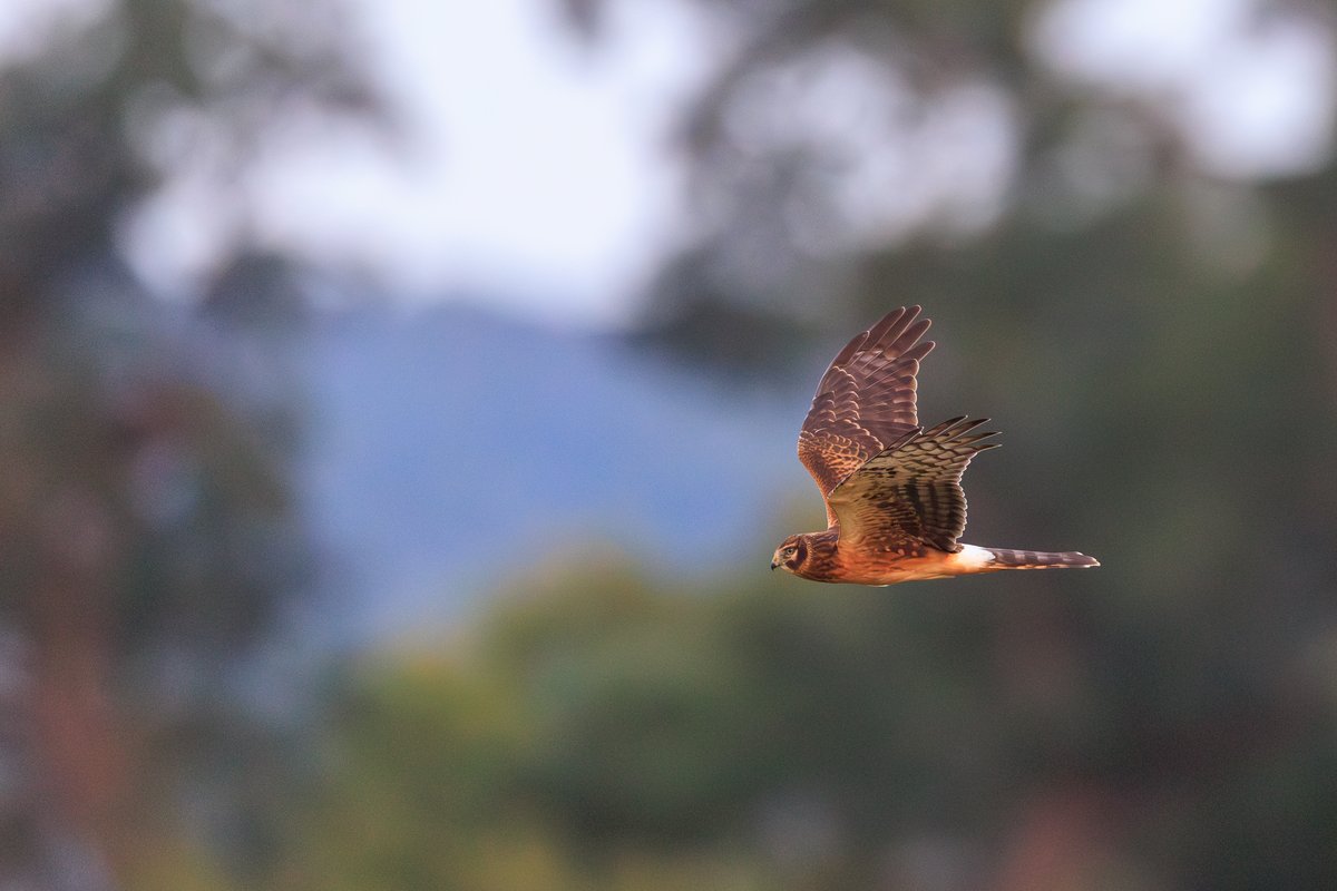 Northern Harrier